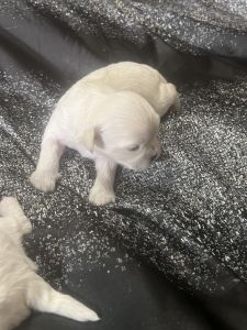 Shihpoos for sell in Illinois