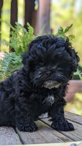 7 week.old shih poo baby