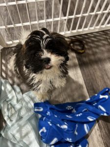 Shih-poo puppy
