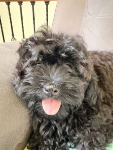 Romeo Shihpoo- 14 weeks old Black