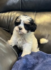 Shih-poo puppy