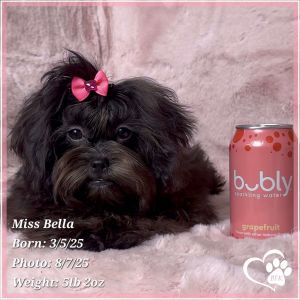 Bella the Shihpoo (Shih Tzu/Poodle Cross)