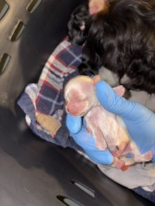 Biscuit looking for his forever family