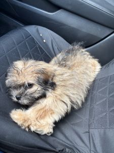 Puppy looking for a new home