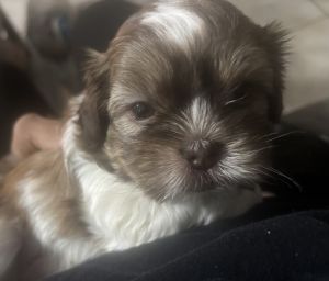 Shihpoo Puppy for Sale