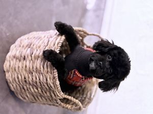 Rover Is Looking For A Forever Home!