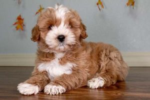 Shih-Poo puppy