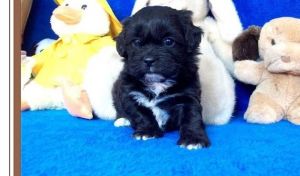 Super Adorable Teacup shih poo Puppies