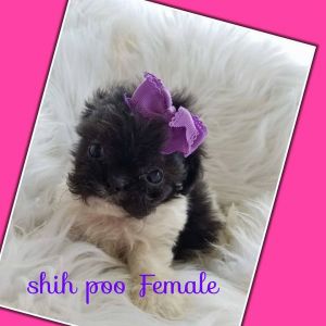 Shih poo puppies non shedding