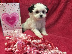 CKC Male Shihpoo ROMEO