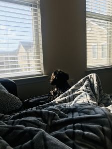 7 month old Shihpoo needs a loving home