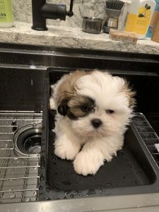 Lovable shih tzus