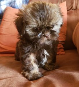 Used Shih Tzu puppy