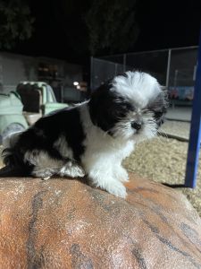 8 week old shih tzu