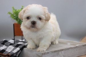 Registered Shih Tzu puppies Text me ***