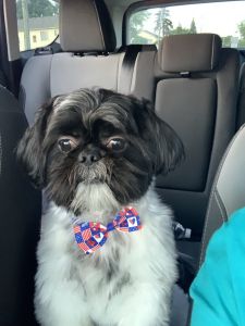 1.5 year old shih tZu