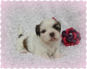 humorous Shih Tzu Puppies