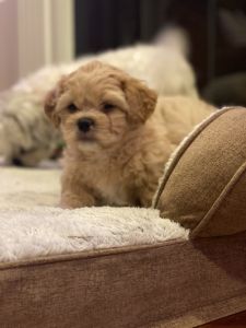 ZuChon Teddy Bear Puppy $600