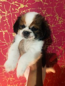 Shih tzu for sale in Bangalore please contact *** at Low price