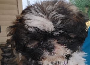 Pedigreed Shih Tzu 11WK old