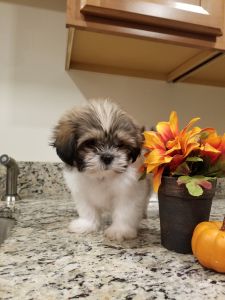 Purebred Shih Tzu male puppy 9 wks