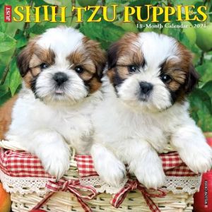 Shistzu puppies available ***
