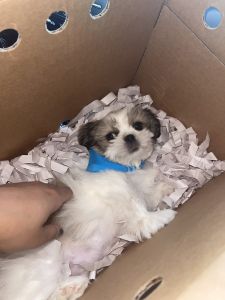 Shih tzu puppy