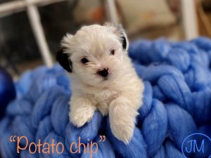 Beautiful Shih Tzu’s