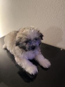 shih tzu mix maltese