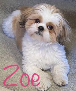 Female ckc shih tzu