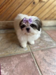 Female Shih Tzu (ckc)