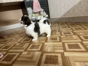 Shitzu puppy for Sale