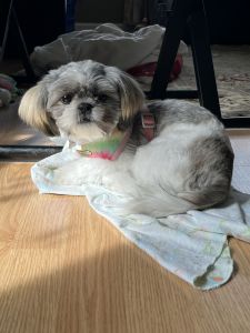 Pure breed Shih tzu puppy
