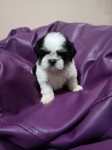 For sale- Home bred puppy