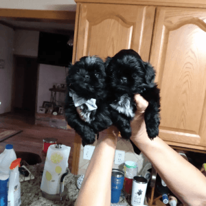 ADORABLE SHIHTZU PUPPIES