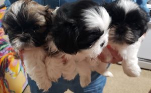 Shitzu puppies