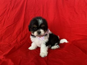 Shih Tzu Puppies