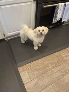 Shih tzu/bichon