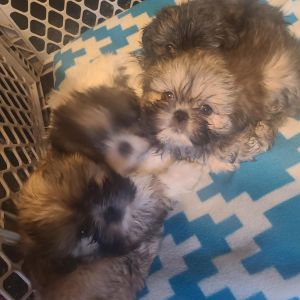 3 Shih Tzu