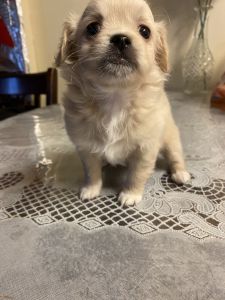 2 puppies for sale (READ DESCRIPTION CASH ONLY SPECIAL DEAL FOR BOTH)