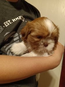 Pure shih tzu pups