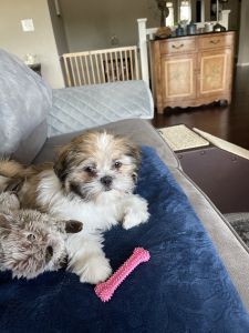 Adorable Shih Tzu
