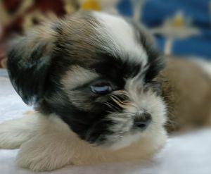 Shih Tzu 35 days old Male