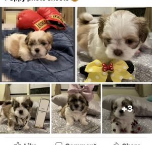 Shihtzu Females