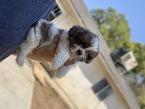Beautiful Shihtzu puppy