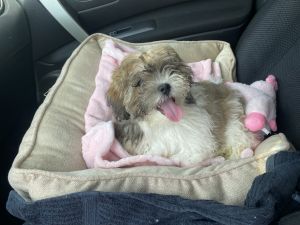 Shih Tzu 4 sale<3