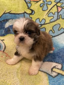 Shih -t zu Puppy