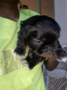 Shih Tzu babies