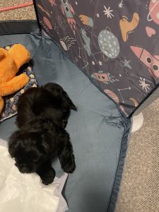 Shih tzu puppy