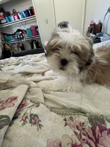 Male Shih-Tzu